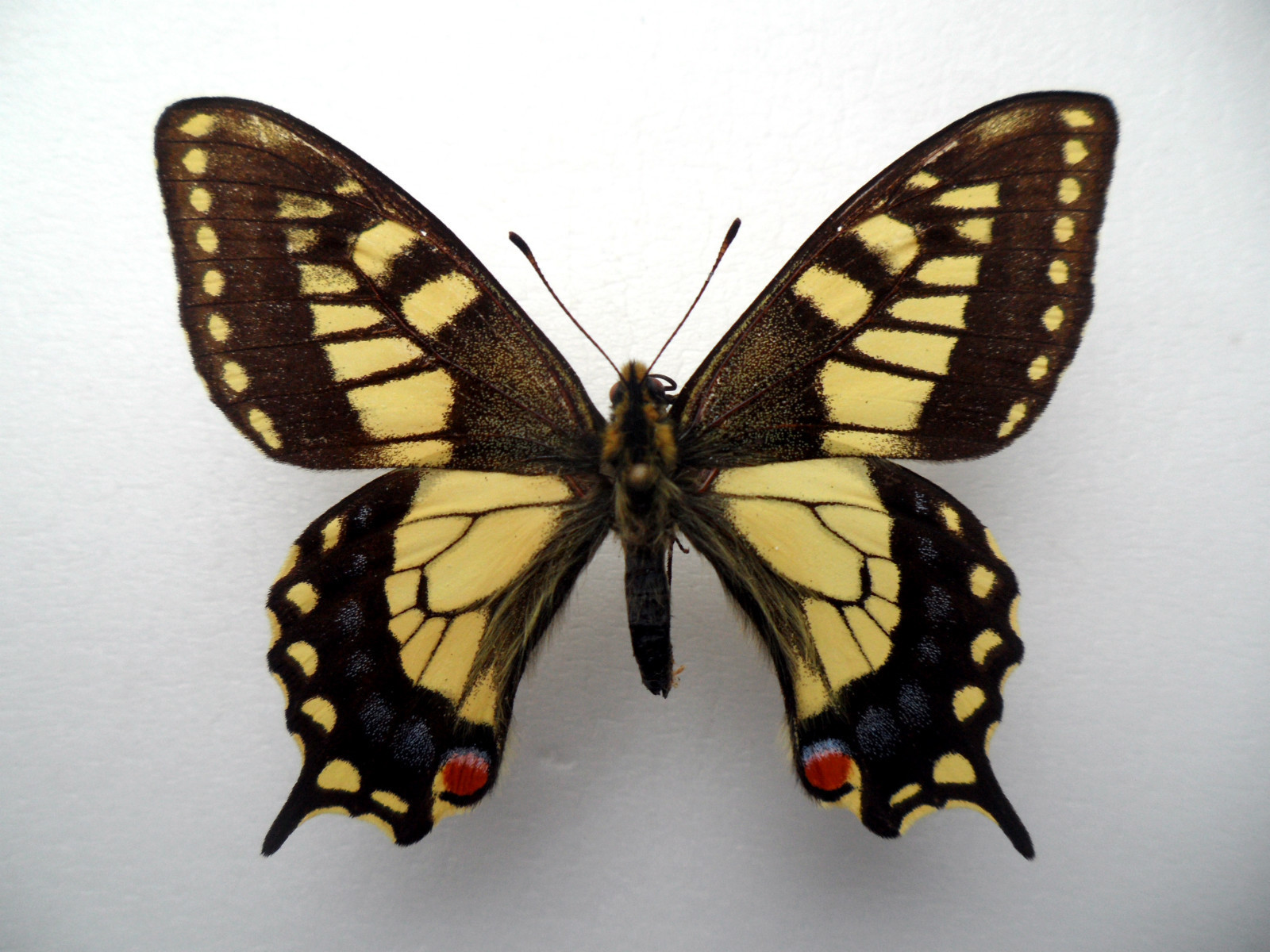 Papilio machaon orientis DARK Male (Russia NW Burjatia) (Internet Image property of respective owner, non-commercial use only)